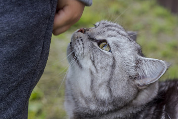 Grey cat of british or scottish breed breeds cat sniffs the hand of a child.