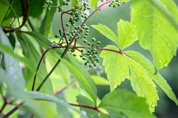 green virginia creeper plant with small fruit