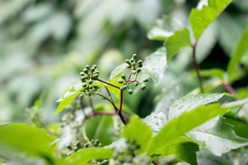 green virginia creeper plant with small fruit