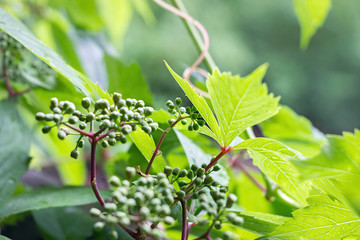 green virginia creeper plant with small fruit
