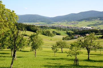 Apple trees near Ulrichsberg in the Mühlviertel region, Austria