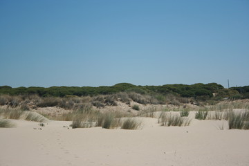 Fototapeta na wymiar Spanish beach with golden sand and blue sky 