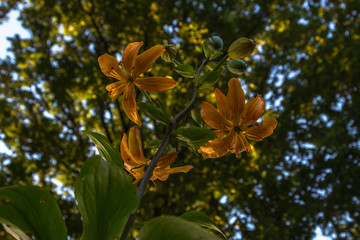 Orange flame azalea (Rhododendron calendulaceum) in the arboretum of Bokrijk