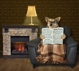 The dog in glasses is reading a newspaper in the black leather armchair with a blanket over his...