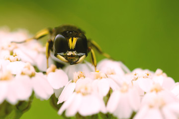 A Hornet Perched on Wildflowers 