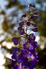 Purple delphinium flower (Elatum Grp) in full bloom in the arboretum of Bokrijk with a blurred green background