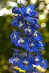 Blue delphinium flower (Elatum Grp) in full bloom in the arboretum of Bokrijk with a blurred green background
