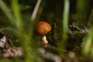 A Small Wild Mushroom Catching Light Through Long Grass