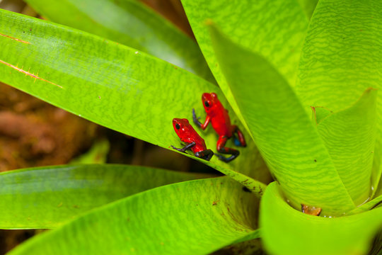 POISON FROG - RANA FLECHA AZUL Y ROJA (Oophaga pumilio), Santa Elena Cloud Forest Nature Reserve, Costa Rica, Central America, America