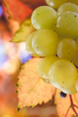 A buch of fresh grapes close up