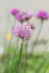 chives wild flower close up