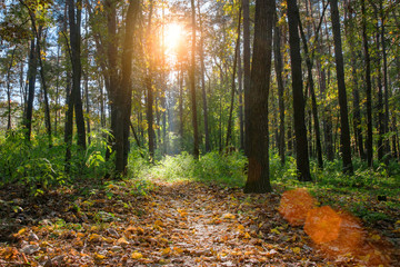 fantastic view of fairy-tale forest filled with bright sunshine, sun's rays shine through trunks of tall trees, autumn glade is covered with yellow leaves foreground