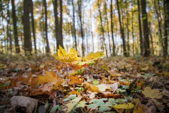 sprout of young maple tree in clearing in forest in autumn
