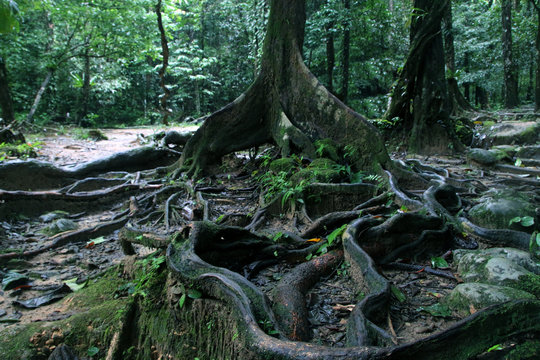Thick tree roots spreading across the ground in a tropical forest, close up view