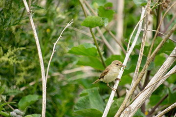 Bird on a branch with a caterpillar in its beak