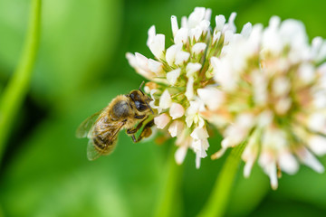 Bee collects honey on wildflowers. Photographed close-up.