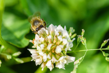 Bee collects honey on wildflowers. Photographed close-up.