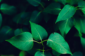 Background of green foliage, nature and jungle.