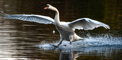white swan on the lake
