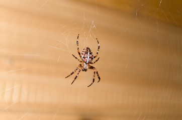 Clouse up braun spider hanging on a white cobweb. Soft focus. copy spase.