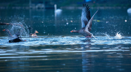 goose landing