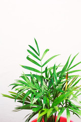 Obraz premium houseplant green mini palm tree dracaena against a gray wall with space for text 