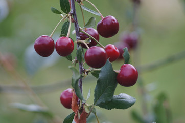 ripe red cherries on the tree