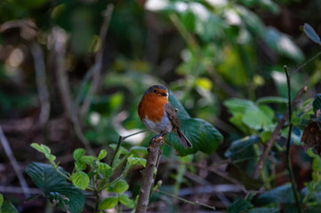 robin on a branch