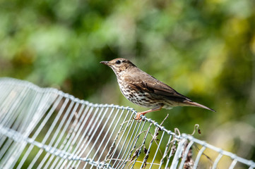 thrush on fence