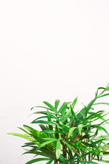 Fototapeta na wymiar houseplant green mini palm tree dracaena against a gray wall with space for text 