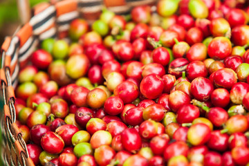 Fresh and ripe Arabica coffee berries in basket.