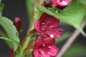 Blüten einer Weigelie (Weigela)