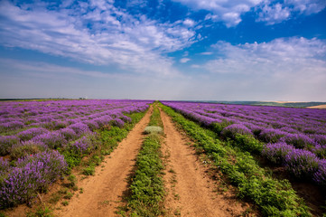 Obraz premium Beautiful lavender fields on a sunny day. Moldova.