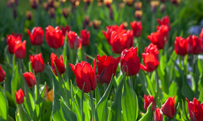 Obraz premium beautiful tulips under the sun