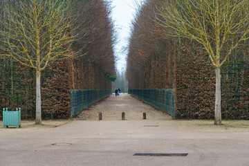 Alley with path line of trees at Versailles garden in winter.