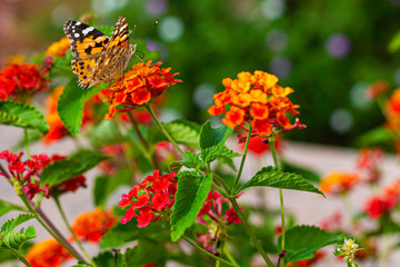 Painted lady butterfly, Vanessa cardui, adult on red dahlia flowers in summertime