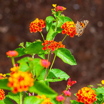 Painted lady butterfly, Vanessa cardui, adult on red dahlia flowers in summertime