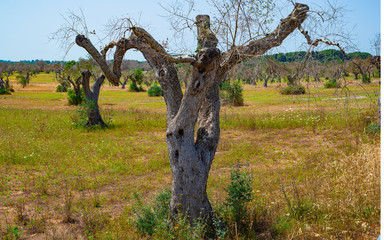 Infested olive trees (bacterium Xylella Fastidiosa), Salento, South Italy
