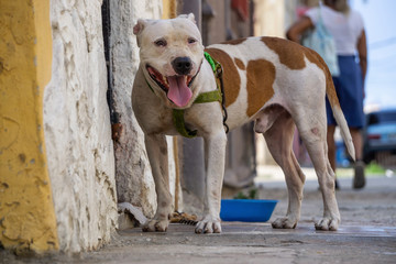 Cute little dog in the Streets of Old Havana City, Capital of Cuba, during a sunny day.