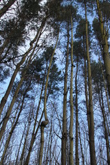 Tall trees rise towards the sky.