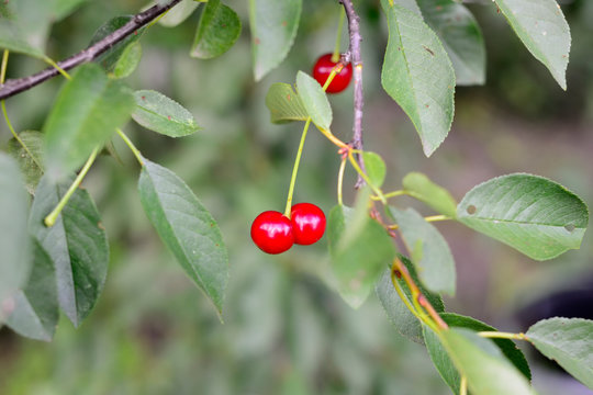 cherries on a tree branch with green leaves