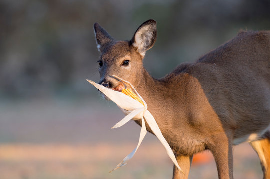 Young Deer Eating Corn