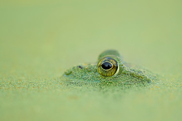 Close Frog Eye