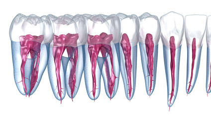 Dental root anatomy, Xray view. Medically accurate dental 3D illustration