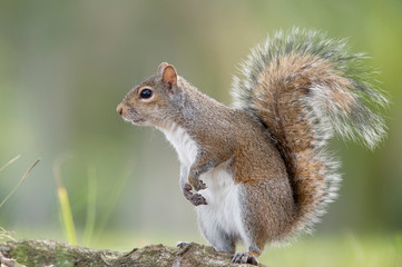Naklejka na ściany i meble Squirrel Posed on Hind Legs