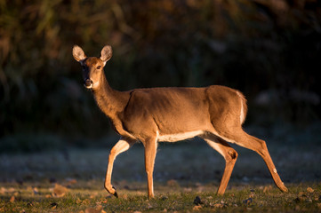 Walking Whitetail Deer in Morning Sun