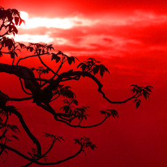 colourful sky and branch of tree