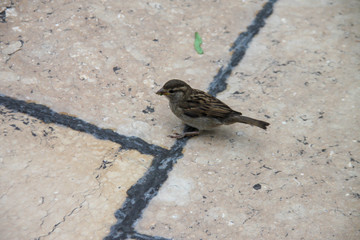 Little sparrow over the ground