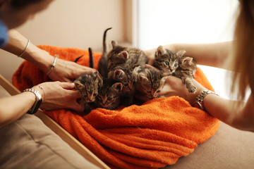 Brood of little cute kittens on blanket. Care in animal shelter.