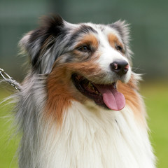 Dog portrait - Pure-breed Australian Shepherd waiting for action in an agility field/course